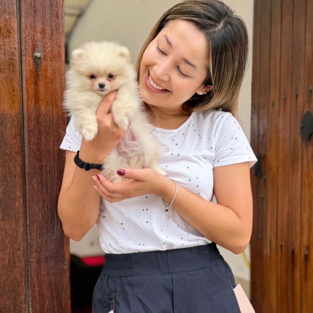 Pomerania mini carita de oso